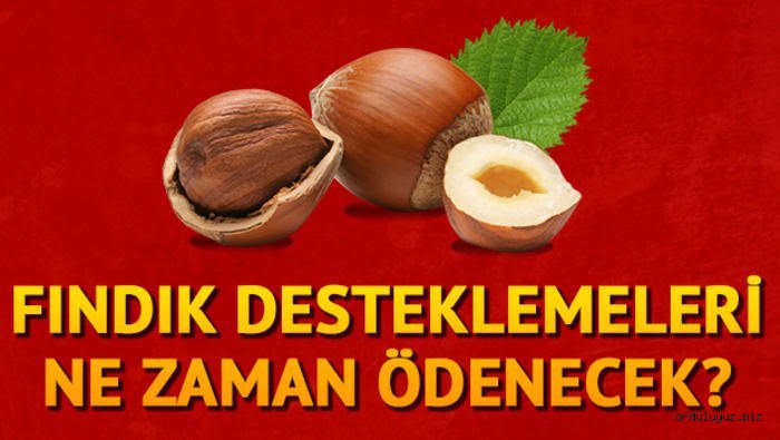 2018 Fındık destekleme ödemeleri veriliyor!.. İşte ödeme planı