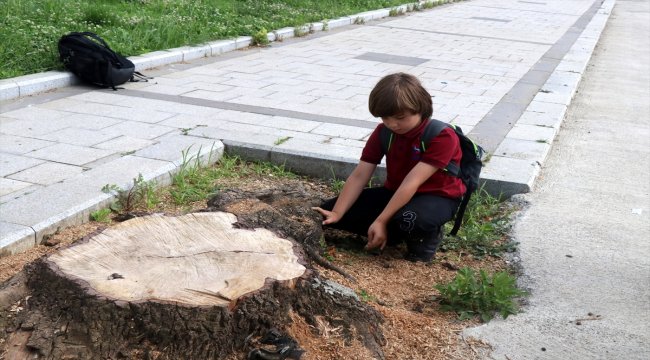 Ağacın kesilmesine ağlayan çocuğa ağaç dikme sözü