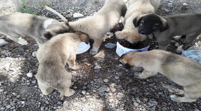 Sokak hayvanları için yem bıraktılar