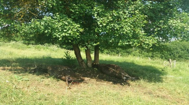 Bolu'da yıldırım isabet eden 2 inek telef oldu