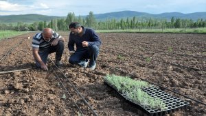 Gümüşhane'de lavanta yetiştiriciliği başladı