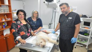 Ölmek üzere olan sokak köpeğini yaşama döndürdüler