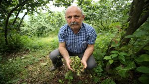 "Şiddetli fırtına ve yağış fındığa zarar verdi"