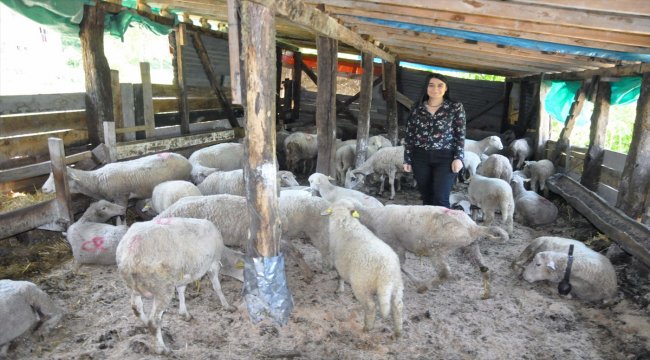 Üniversite yolunda hayvancılığa adım attı