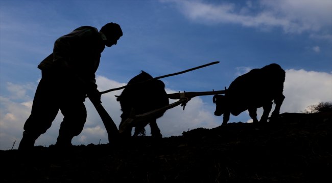 70'lik dede tarlasını kara saban ile sürüyor