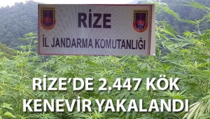 Rize'de Hint keneviri operasyonu