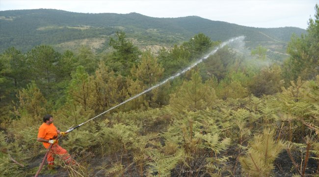 Sinop’ta orman ve örtü yangını