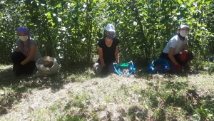 Gölköy de Maskeli, Sosyal Mesafeli Fındık Hasadı 