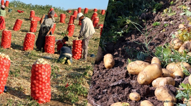 Tarlada soğan 60 kuruş, patates 1 lira