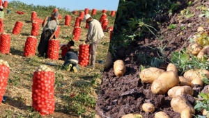 Tarlada soğan 60 kuruş, patates 1 lira