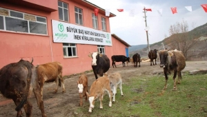 ORDU’DA HAYVANCILIK ARTIK DAHA KOLAY