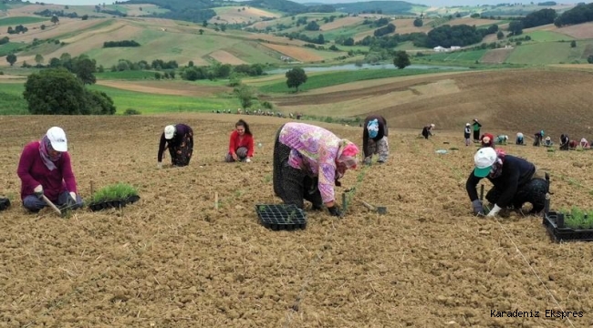 Tarımı kadınlar kurtaracak