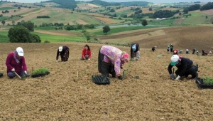 Tarımı kadınlar kurtaracak