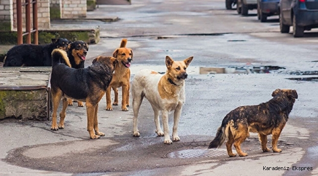 Köpek saldırısından bir ölüm daha!