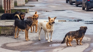 Köpek saldırısından bir ölüm daha!