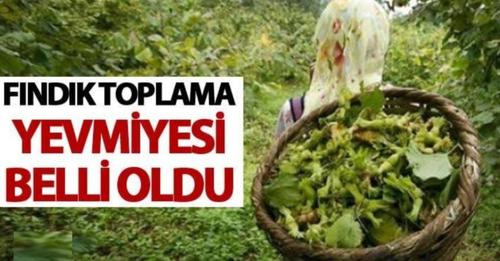 İlk yevmiye o ilde açıklandı: 2023 yılının en düşük fındık toplama yevmiyesi 447 lira 15 kuruş olarak belirlendi