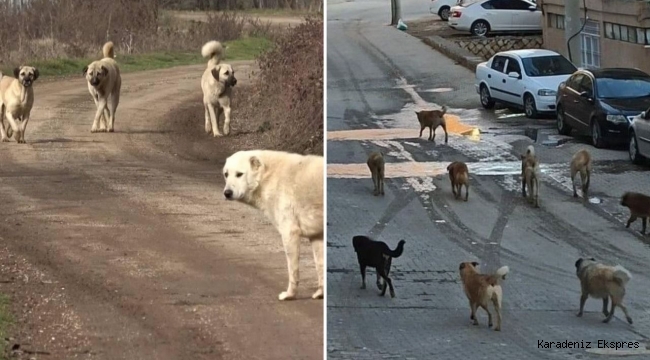  Karadeniz'de başıboş köpek sorunu artıyor! Sayıları 100 bine dayandı..