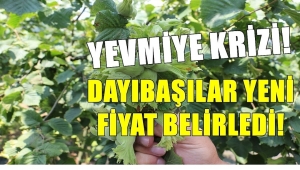 Fındık bahçesinde yevmiye krizi patlak verdi! Dayıbaşılar resti çekti, yeni fiyat belirledi 