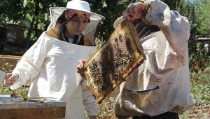  Tescilli Sinop Kestane Balında Bu Yıl Kovan Başına 15 Kilogram Bal Bekleniyor