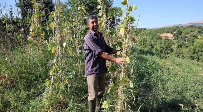 Fasülye fiyatları ; 105 TL'den başlayıp, 15 TL'ye düşünce vatandaş bayram, çiftçi isyan etti 