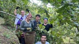 Fındık toplamak için Japonya'dan Giresun'a geldi