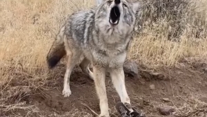 Bu Çığlık Tüm Canlıların Sessiz Çığlığı..! 