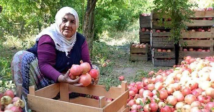 Dünyanın en iyi narı nerede yetişir diye sorarsanız , Zivzik Köyünde yetişir derler