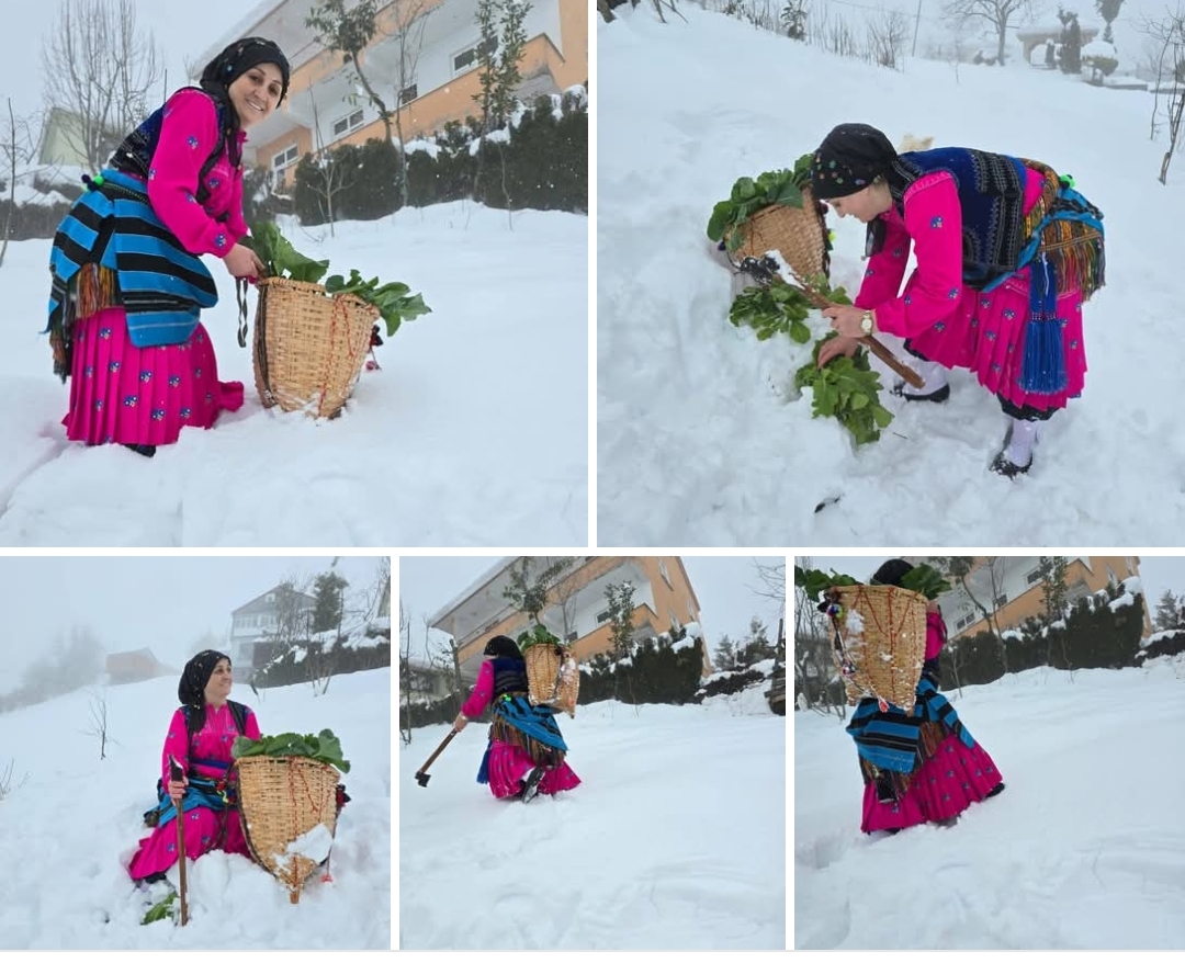 AYŞE BAŞKAN KARLANMIŞ PANCAR TOPLADI 