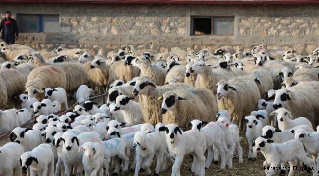 BAFRA KOYUNU ve ÖZELLİKLERİ 