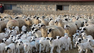 BAFRA KOYUNU ve ÖZELLİKLERİ 