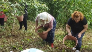 Fındık üreticileri daha fazla destek bekliyor 