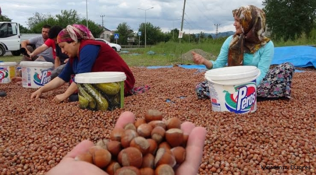 Fındıkta korkulan oldu! Ferrero'dan piyasaya darbe!