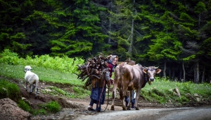 Kırsalda Bereket, Hayvancılığa Destek Projesi Başladı!