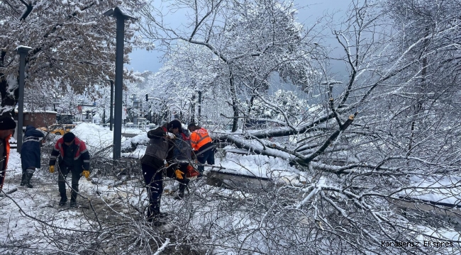 ORDU’DA ŞİDDETLİ KAR, AĞAÇLARA ZARAR VERDİ