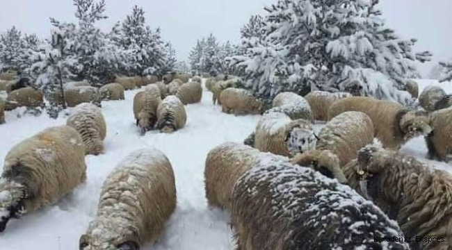 ORDU YÖRESİ EFSANELERİNDEN 