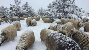 ORDU YÖRESİ EFSANELERİNDEN 