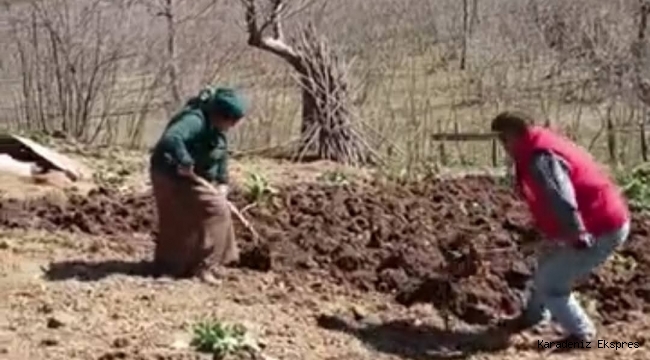 Ordu da Baharın gelmesiyle bağ bahçe işleri başladı 