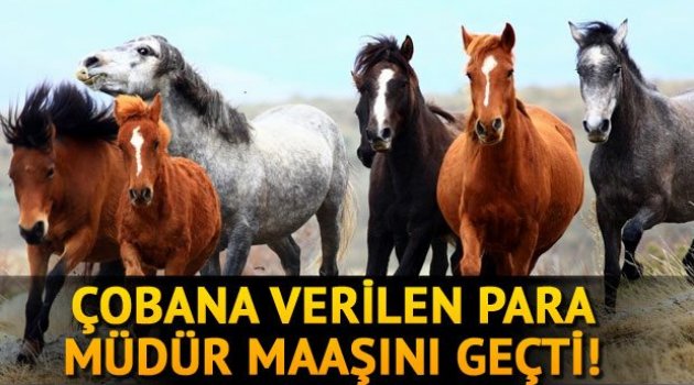 Başıboş atlara 5 bin lira maaşlı çoban bakacak