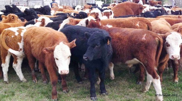 Besicilerin beklediği danalar geliyor