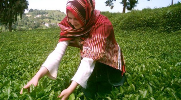 'Çay sektöründe 40 bin kişi işe başlayacak'