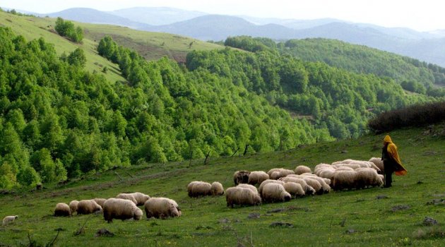 Çobanlık için Suriyelilere çalışma izni verilmeli