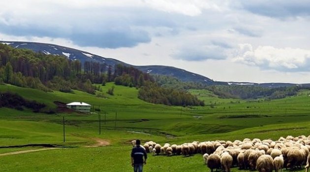 Çobanlık mesleği sosyal statü bekliyor