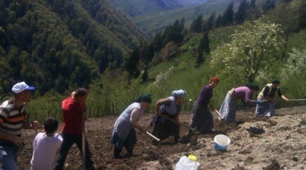 Damarlı Köyünde Mısır Eken İmeceler