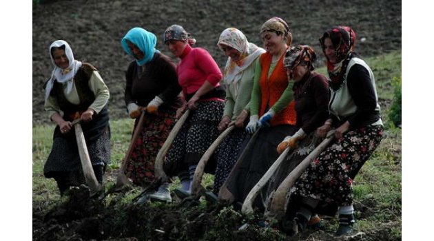 Doğu Karadeniz'de tarım istihdamı düştü