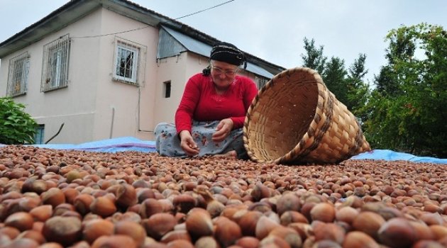 Dünyanın ilk fındık borsası Türkiye’de kuruluyor