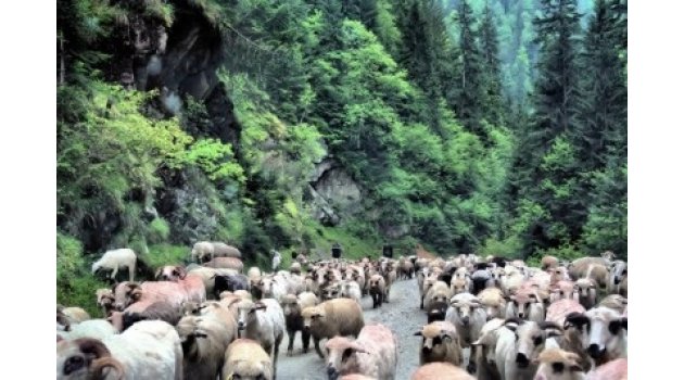 En büyük sorunumuz gelişi güzel otlatma