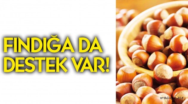 Fındığa da destek var!