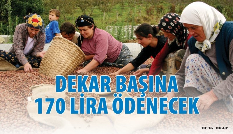 Fındığa Dönüm Başına 170 TL Ödenecek