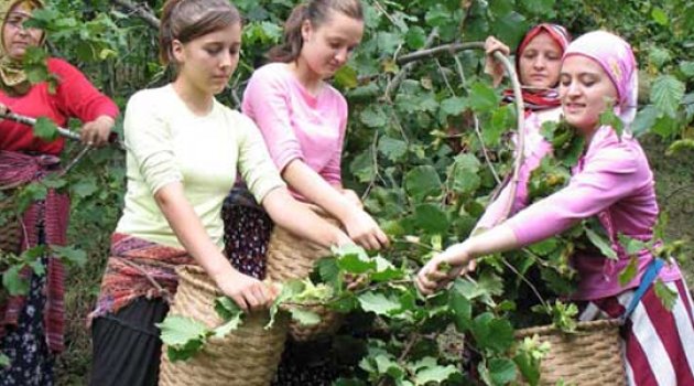 Fındık 20 TL olacak! Her şey üreticinin elinde…