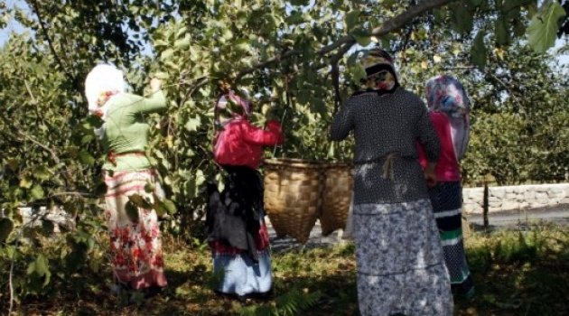 Fındık amele ücreti ve patoz fiyatları belirledi